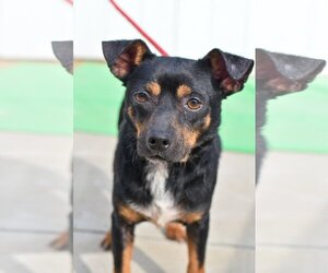 Chipin Dogs for adoption in Newport Beach, CA, USA