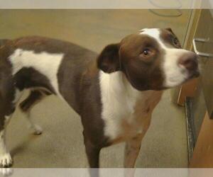 Medium American Pit Bull Terrier-Pointer Mix