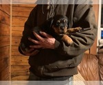 Small Photo #1 Rottweiler Puppy For Sale in WEST BROOKFIELD, MA, USA