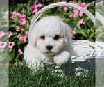 Small Photo #3 Bichon Frise Puppy For Sale in GORDONVILLE, PA, USA