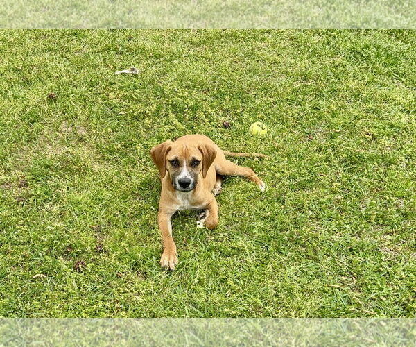 Medium Photo #3 American Foxhound-Unknown Mix Puppy For Sale in Texarkana, TX, USA