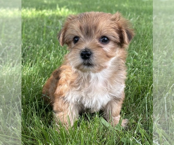 Medium Photo #4 Morkie Puppy For Sale in ROCK STREAM, NY, USA