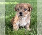 Small #3 Morkie