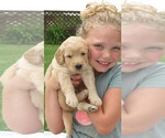 Small Photo #4 Goldendoodle Puppy For Sale in PERRYSVILLE, OH, USA