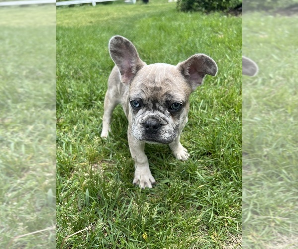 Medium Photo #3 French Bulldog Puppy For Sale in MIDDLEBURY, IN, USA