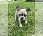 Small Photo #3 French Bulldog Puppy For Sale in MIDDLEBURY, IN, USA