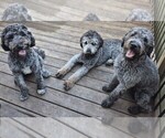 Image preview for Ad Listing. Nickname: Litter of 6