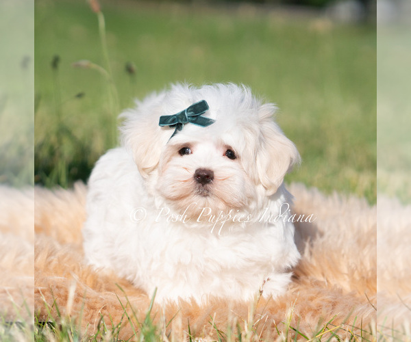 Medium Photo #2 Maltese Puppy For Sale in WARSAW, IN, USA