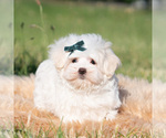 Small #1 Maltese