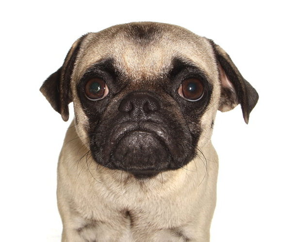Medium Photo #1 Pug Puppy For Sale in Oakland Park, FL, USA
