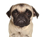Small Pug