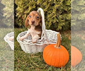 Dachshund Puppy for sale in MIDDLEBURY, IN, USA
