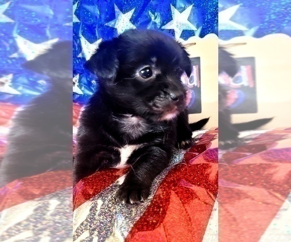 Medium Photo #9 Yorkshire Terrier Puppy For Sale in AKRON, OH, USA
