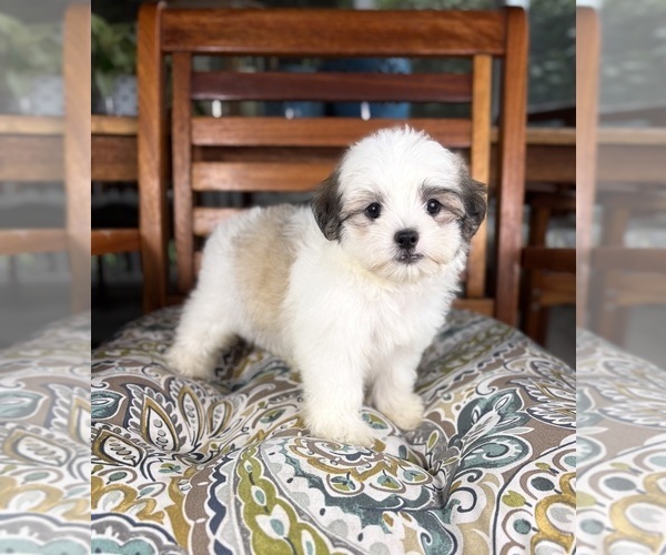 Medium Photo #10 Mal-Shi Puppy For Sale in NOBLESVILLE, IN, USA