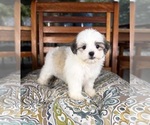 Maverick - Male Mal-Shi Puppy for Sale - Photo #10
