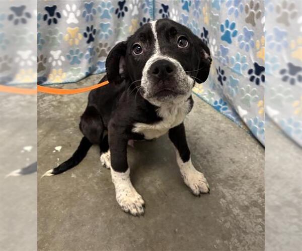Medium Photo #1 Labrador Retriever-Unknown Mix Puppy For Sale in Rosenberg, TX, USA