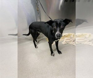 Pointer-Siberian Husky Mix Dogs for adoption in Fairbanks, AK, USA