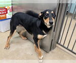 Small #5 Rottweiler Mix