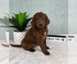 Small Photo #4 Goldendoodle (Miniature) Puppy For Sale in GREENFIELD, IN, USA