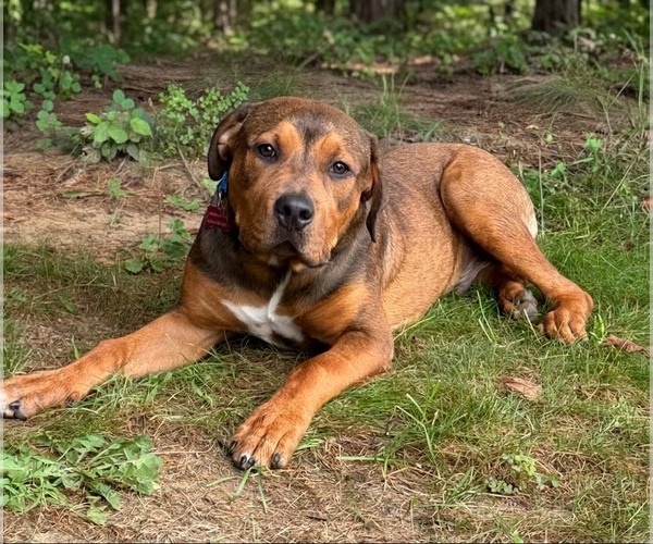 Medium Photo #3 Mutt Puppy For Sale in Spring Lake, NJ, USA