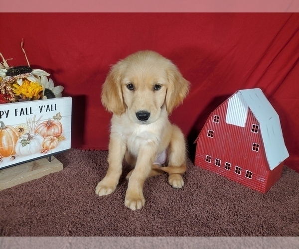 Medium Photo #4 Golden Retriever Puppy For Sale in FALCON, CO, USA