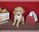 Small #3 Golden Retriever