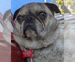 Pug Dogs for adoption in San Diego, CA, USA