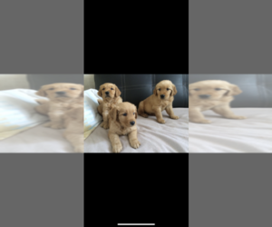 Golden Retriever Puppy for sale in SAN DIEGO, CA, USA