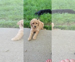 Golden Retriever-Goldendoodle Mix Puppy for sale in LINCOLN, NE, USA