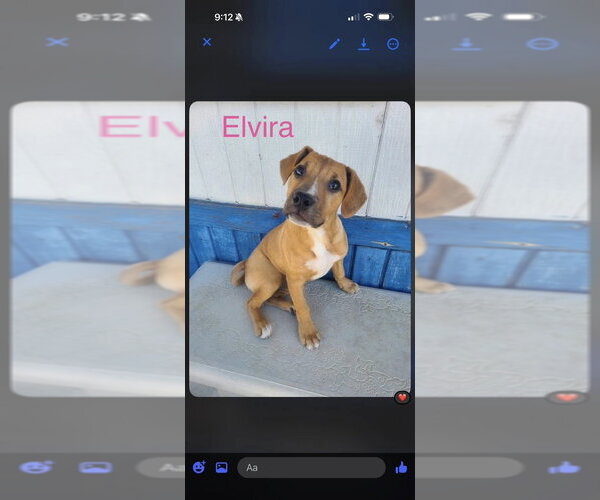 Medium Photo #1 Mutt Puppy For Sale in Foristell, MO, USA