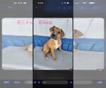 Elvira - Female Mutt Dog for Adoption - Small photo