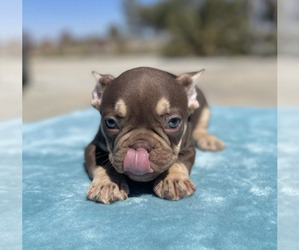 French Bulldog Puppy for sale in DETROIT, MI, USA