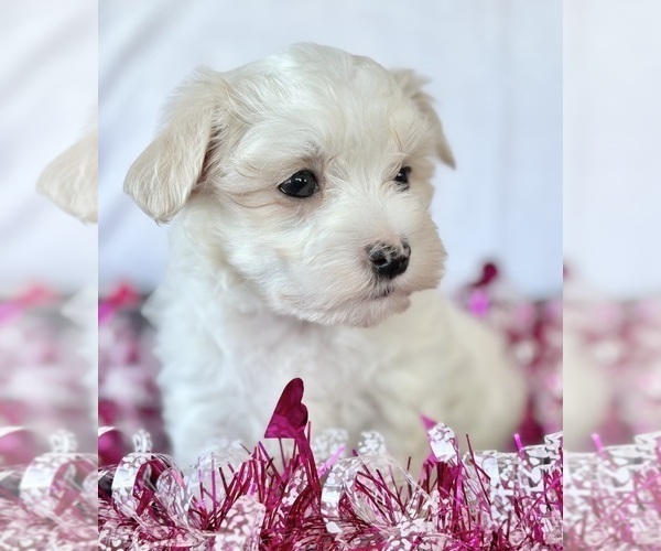Medium Photo #12 Maltese Puppy For Sale in ROCK STREAM, NY, USA