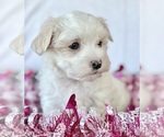 Small #11 Maltese