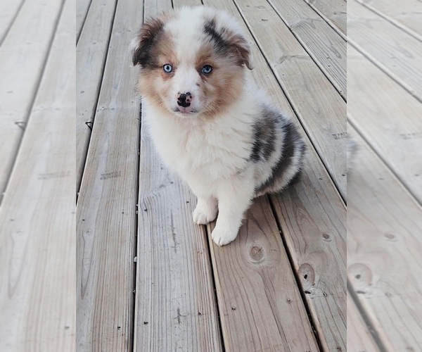 Medium Photo #1 Australian Shepherd Puppy For Sale in INDIANAPOLIS, IN, USA