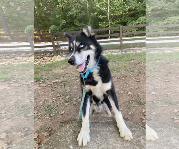 Medium Photo #2 Siberian Husky Puppy For Sale in Cumming, GA, USA