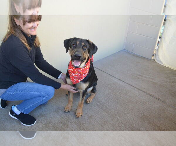 Medium Photo #2 German Shepherd Dog-Unknown Mix Puppy For Sale in McKinney, TX, USA