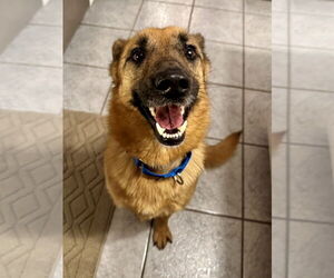 Mutt Dogs for adoption in Royse City, TX, USA