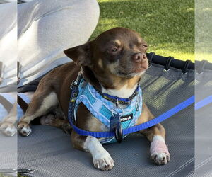 Chihuahua-Unknown Mix Dogs for adoption in Bellevue, WA, USA