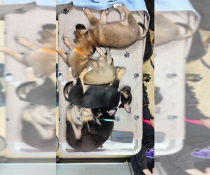 Mutt Dogs for adoption in Kansas City, MO, USA