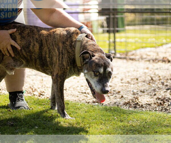 Medium Photo #7 Mutt Puppy For Sale in Calhoun, GA, USA