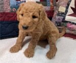 Puppy Female 3 Goldendoodle