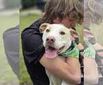 Small #2 Labrador Retriever Mix