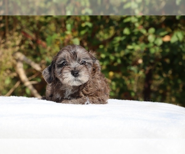 Medium Photo #25 ShihPoo Puppy For Sale in DYERSBURG, TN, USA