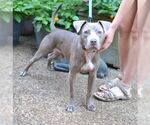 Small #2 Mutt