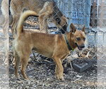 Small #5 Mutt