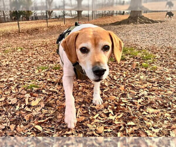 Medium Photo #2 Beagle Puppy For Sale in Louisville, KY, USA