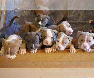 American Bully Puppy for Sale in SNOHOMISH, Washington USA