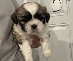 Mal-Shi Puppy for sale in DYERSVILLE, IA, USA