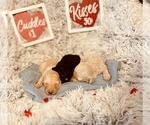 Small Photo #2 Labradoodle Puppy For Sale in VICTORIA, TX, USA